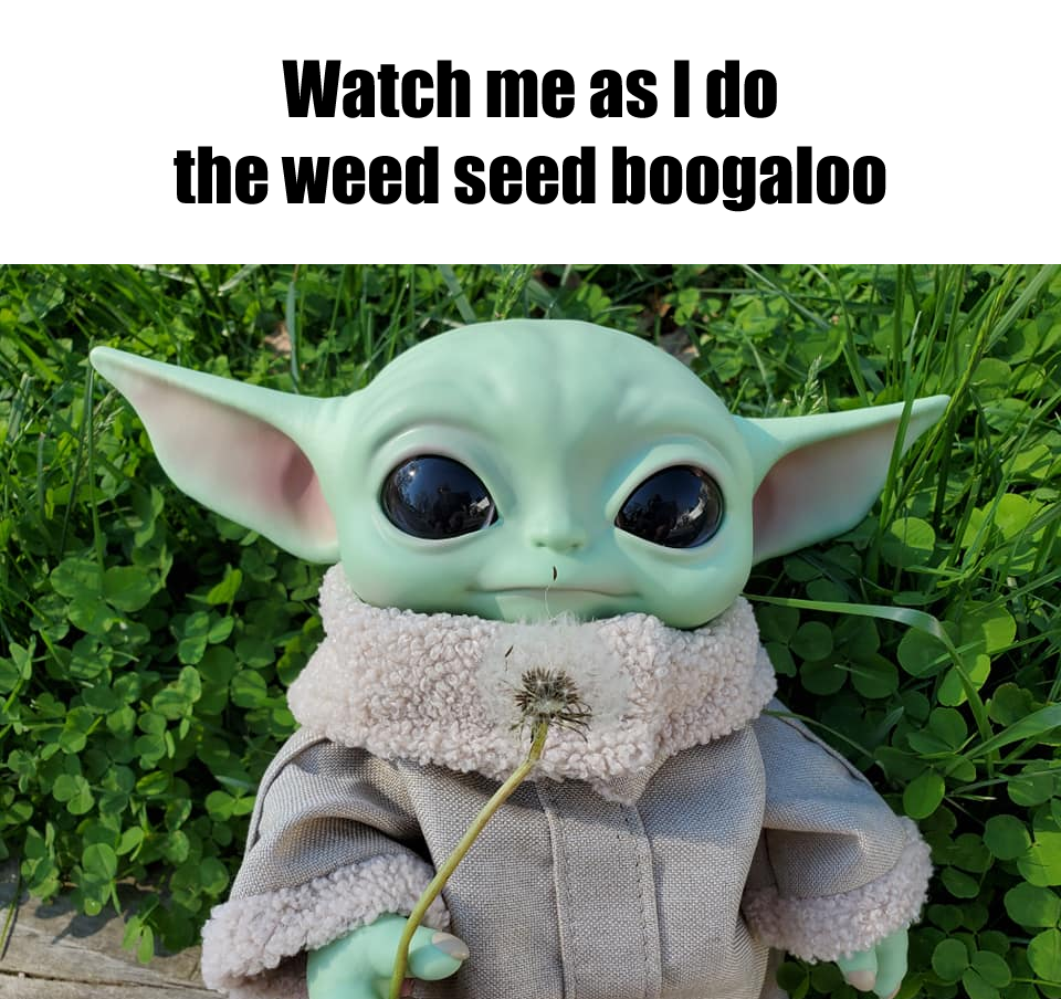 This meme features a character from the Star Wars franchise, Baby Yoda, from the Disney+ series "The Mandalorian". The image shows Baby Yoda holding a small plant and looking directly at the viewer with a curious expression. The text overlayed on the image reads: "When you're trying to do your job but you're still a baby".